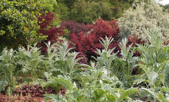 Veg Plot at Veddw